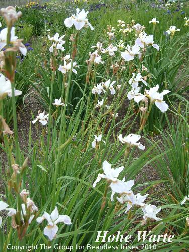 Iris sib. Hohe Warte1